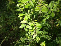 Zanthoxylum