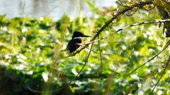 Chloroceryle americana