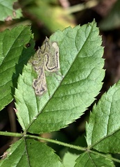 Stigmella rosaefoliella