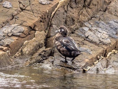 Histrionicus histrionicus