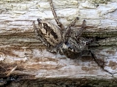 Habronattus pyrrithrix