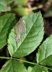 Stigmella rosaefoliella