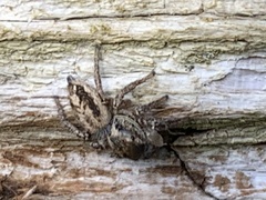 Habronattus pyrrithrix