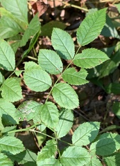 Stigmella rosaefoliella