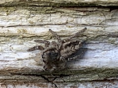 Habronattus pyrrithrix