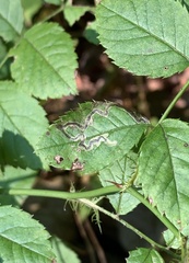 Stigmella rosaefoliella