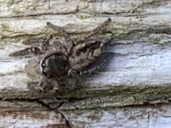 Habronattus pyrrithrix