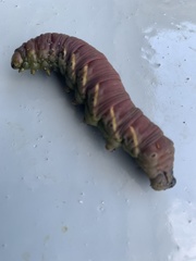 Eumorpha fasciatus
