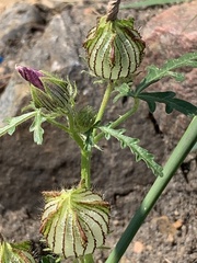 Hibiscus trionum