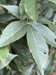 Phylloxera caryaevenae