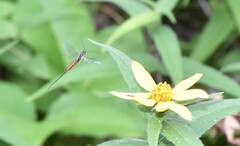 Dolichomitus irritator