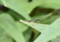 Dolichomitus irritator