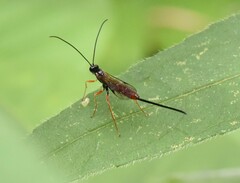 Dolichomitus irritator