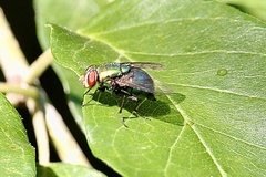 Lucilia