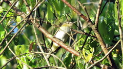 Vireo chivi