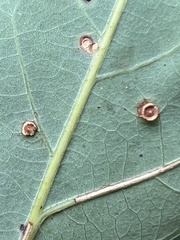Neuroterus tantulus