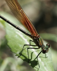 Hetaerina americana