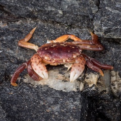 Hemigrapsus nudus