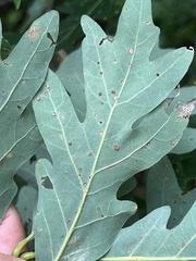 Neuroterus tantulus