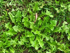 Taraxacum officinale
