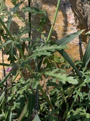 Hibiscus trionum