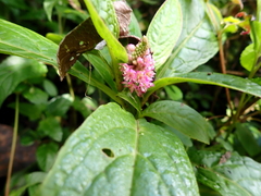 Phytolacca bogotensis