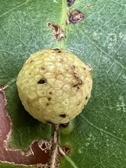 Acraspis pezomachoides