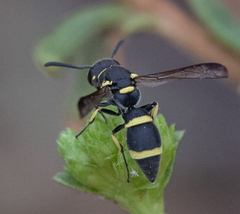 Parancistrocerus declivatus