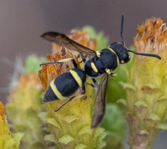 Parancistrocerus declivatus