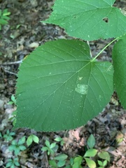Phyllonorycter lucetiella