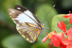 Pieriballia viardi