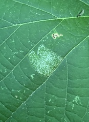 Phyllonorycter lucetiella