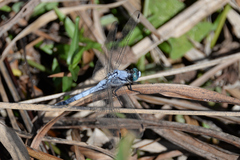Orthetrum albistylum