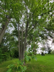 Acer ginnala
