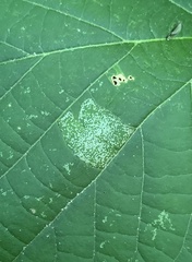 Phyllonorycter lucetiella