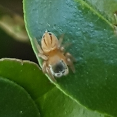 Maratus scutulatus