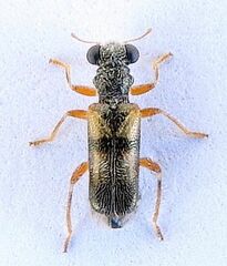 Phyllobaenus arizonicus
