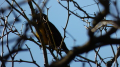 Pseudoleistes virescens