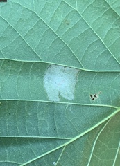 Phyllonorycter lucetiella