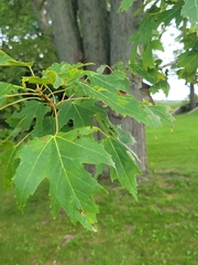 Acer ginnala