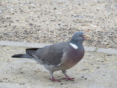 Columba palumbus