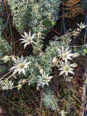 Actinotus helianthi