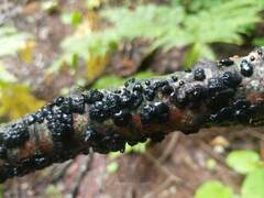 Exidia glandulosa