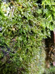 Homalia trichomanoides