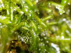 Homalia trichomanoides