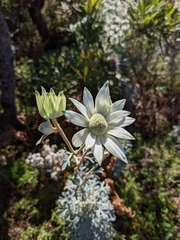 Actinotus helianthi