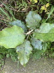 Brachyglottis repanda