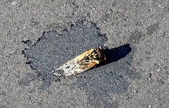 Auritibicen japonicus