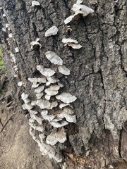 Trametes elegans