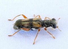 Phyllobaenus arizonicus